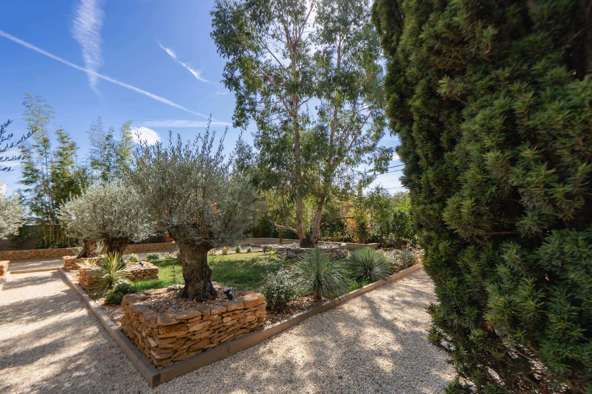 Jardin méditerranéen, oliviers et massifs en pierre sèche